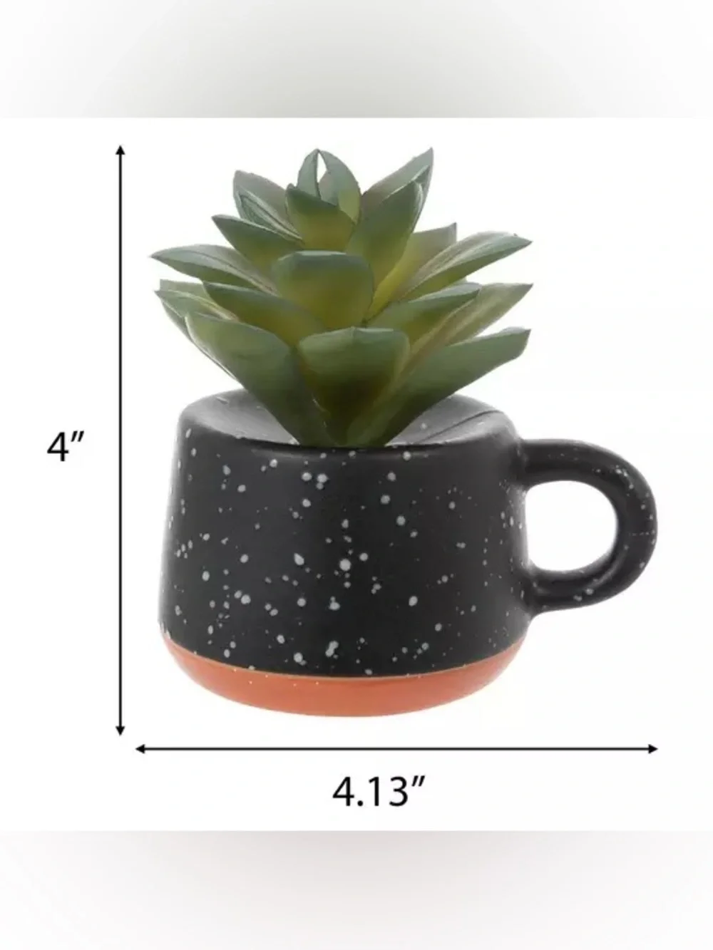 Succulent In Black Speckled Mug